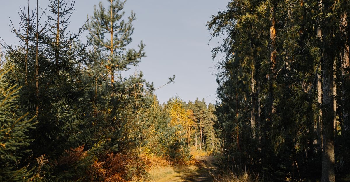 Szlakami dzikiej Polski: 12 malowniczych tras idealnych na bushcraft – od Bieszczad po Pomorze