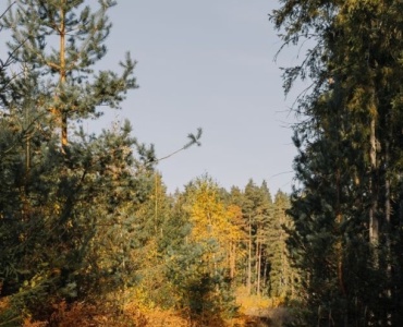Szlakami dzikiej Polski: 12 malowniczych tras idealnych na bushcraft – od Bieszczad po Pomorze