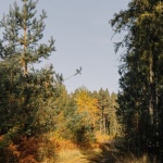 Szlakami dzikiej Polski: 12 malowniczych tras idealnych na bushcraft – od Bieszczad po Pomorze